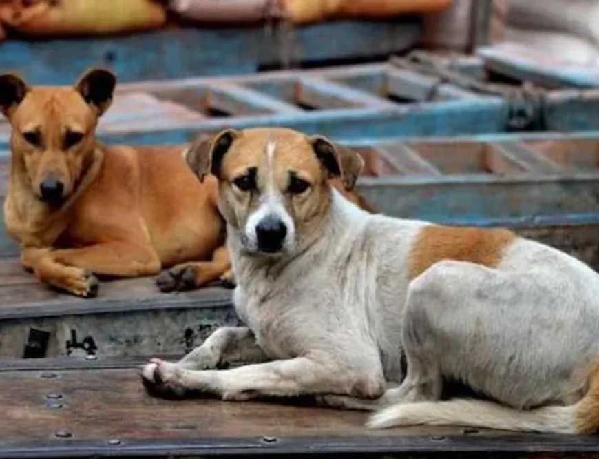 कुत्तों को नसबंदी के बाद बिरयानी खिला रहा निगम, कांग्रेस बोली- 'करप्शन कर रहे हैं, किसकी बिरयानी?'