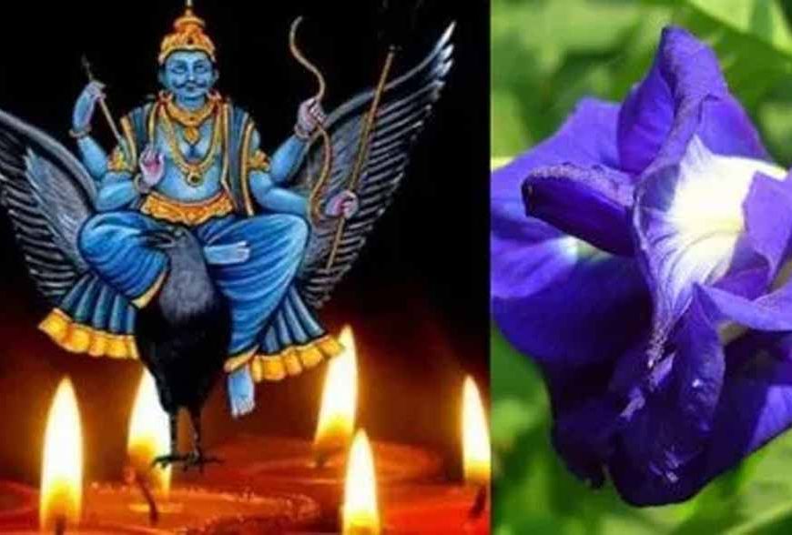 शनि की साढ़ेसाती और ढैय्या से छुटकारा दिलाएंगे खास फूल, शनिवार को पूजा करने से शनि देव होते हैं प्रसन्न