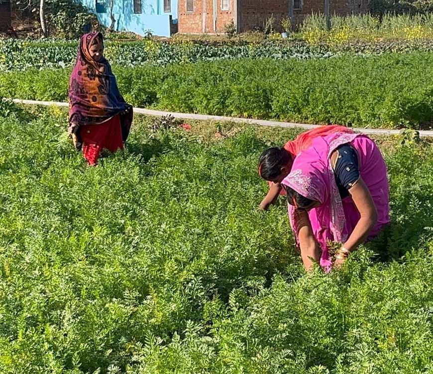 महिलाएं बंजर भूमि पर गाजर उगाकर बनीं आत्मनिर्भर, आधुनिक तकनीक और जैविक खेती से बढ़ी आमदनी