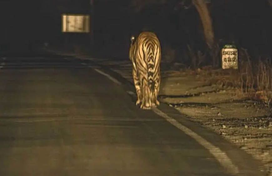 MP में बनेगा 625 KM लंबा 'टाइगर टूरिज्म कॉरिडोर', पेंच, कान्हा, बांधवगढ़ और पन्ना को जोड़ेगा सड़क मार्ग