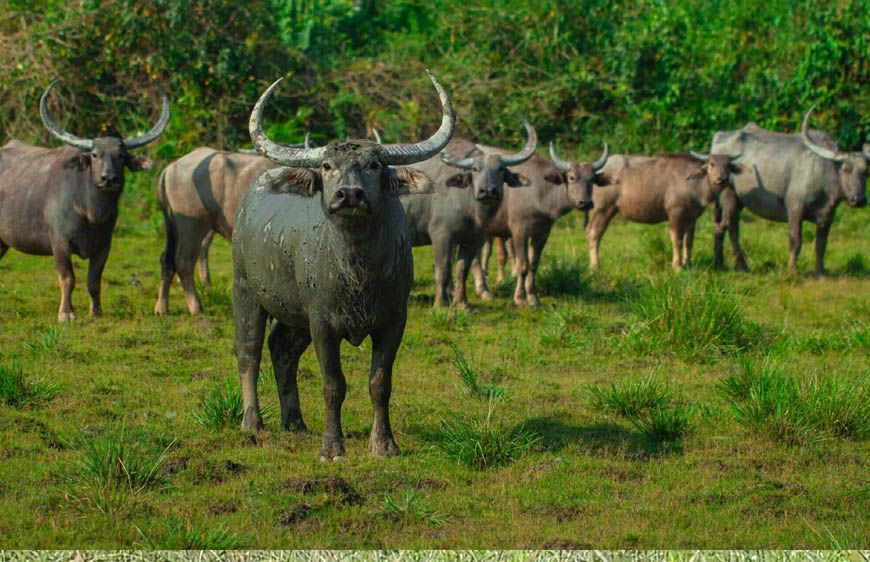 हथियारबंद नक्सलियों के विस्तार के कॉरिडोर अब बनेंगे जंगली भैंसों का घर