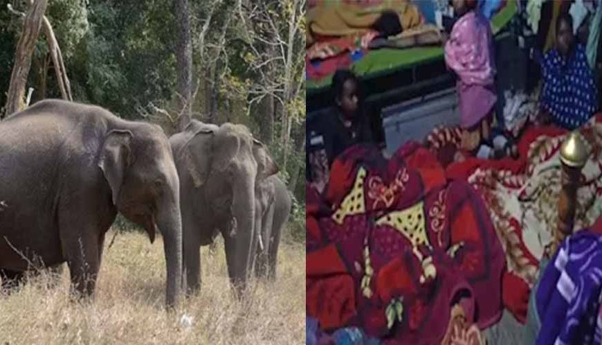 झारखंड में जंगली हाथी के दर से 1 घर में सोते हैं 150 लोग, पुरुष रातभर करते हैं निगरानी