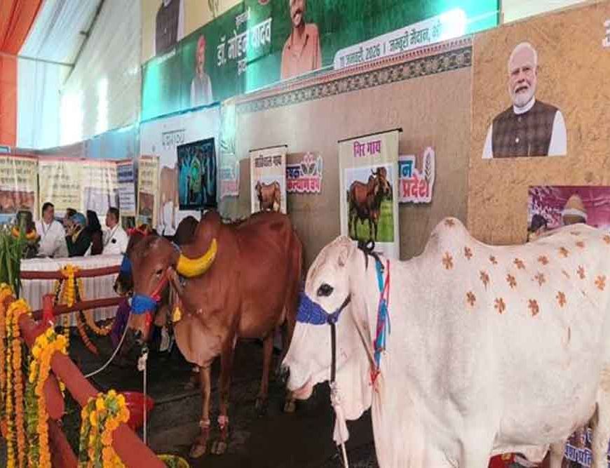 आंध्र प्रदेश की प्रसिद्ध पुंगनूर गाय बनी आकर्षण का केंद्र