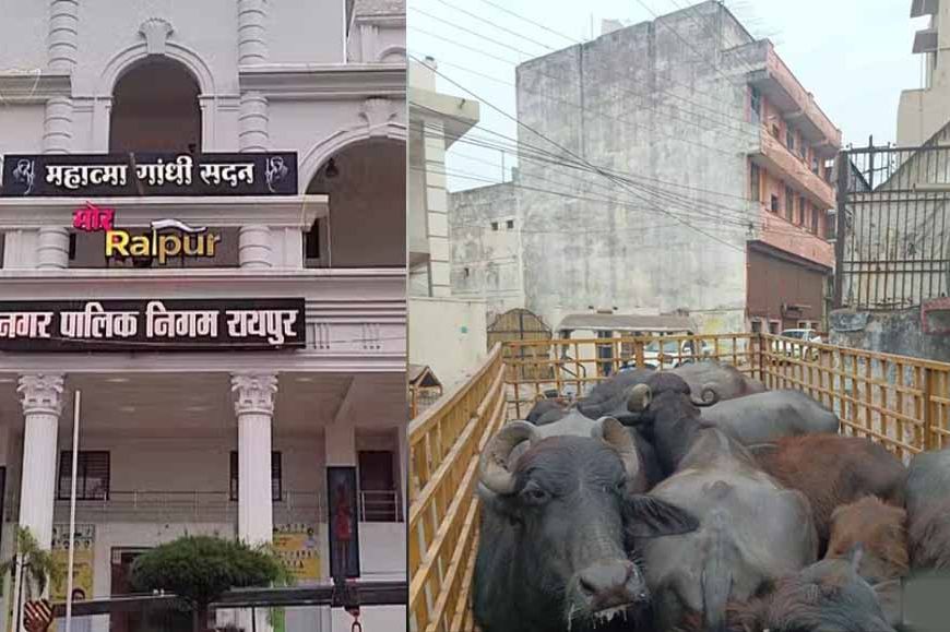 डेयरी संचालक पर 10000 का ई-जुर्माना, रायपुर नगर निगम ने दिया नोटिस और चेतावनी