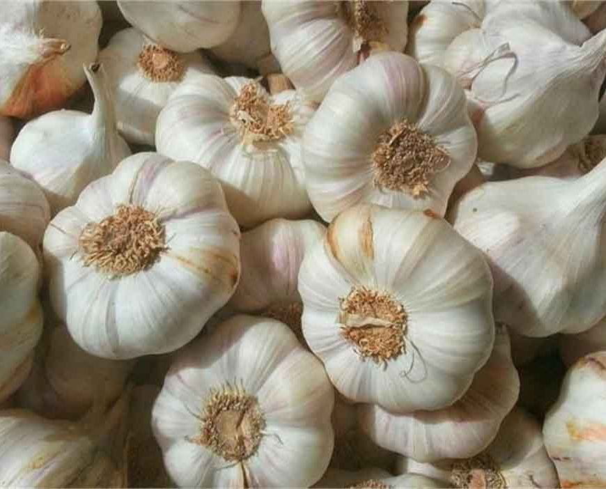 बारां के लहसुन को जीआई टैग की सौगात, किसानों को मिलेगा अंतरराष्ट्रीय बाजार में नया मुकाम