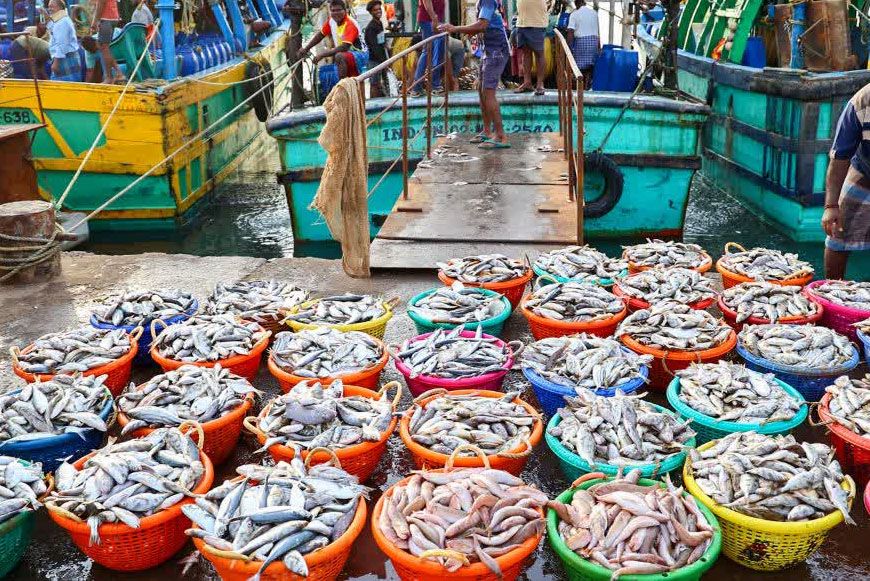 US टैरिफ की चुनौती को पछाड़ते हुए भारत के सीफूड निर्यात में 21% का उछाल