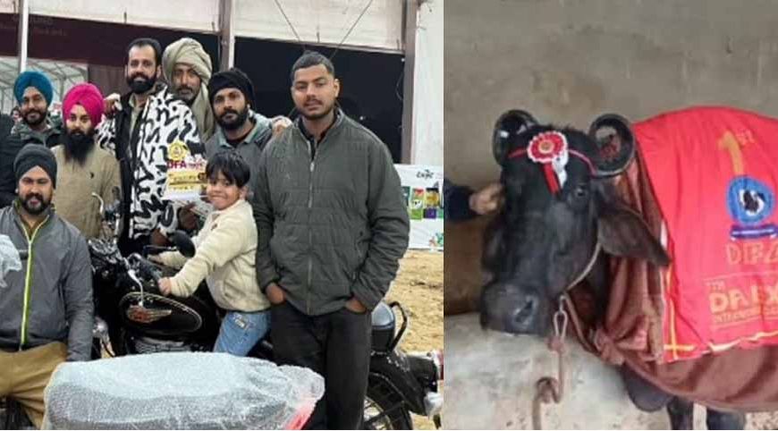 बिल्लू की "सुंदरा" ने 29.650 किलो दूध देकर जीता बुलेट, भैंस पहले भी जीत चुकी है ट्रैक्टर