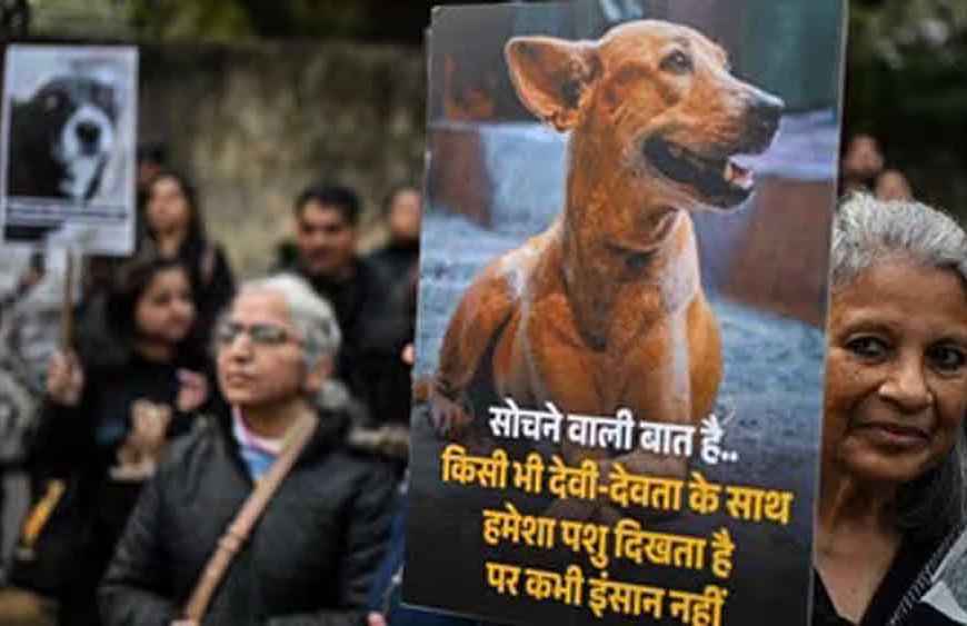 कुत्ते पर पत्थरबाज़ी का मामला सुप्रीम कोर्ट पहुँचा, पीड़िता ने किया डॉग का पक्ष में बचाव