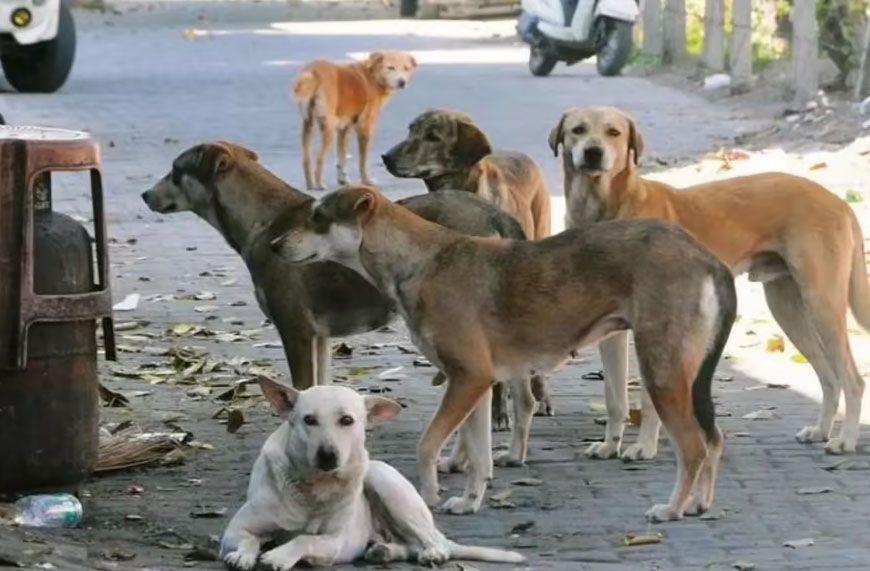 MP से खत्म होगा कुत्तों और मवेशियों का 'आतंक', स्कूल और अस्पतालों के बाहर बनेगी 'किलानुमा' दीवार