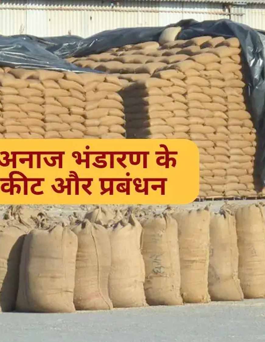 धान भंडारण में सूखत एवं कीट-जनित क्षय: वैज्ञानिक एवं स्वाभाविक प्रक्रिया