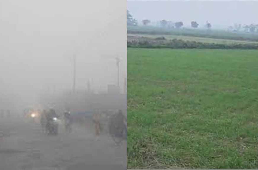 ठंड और पाले का कहर, पंजाब कृषि विश्वविद्यालय और विभाग ने किसानों के लिए जारी की एडवाइजरी