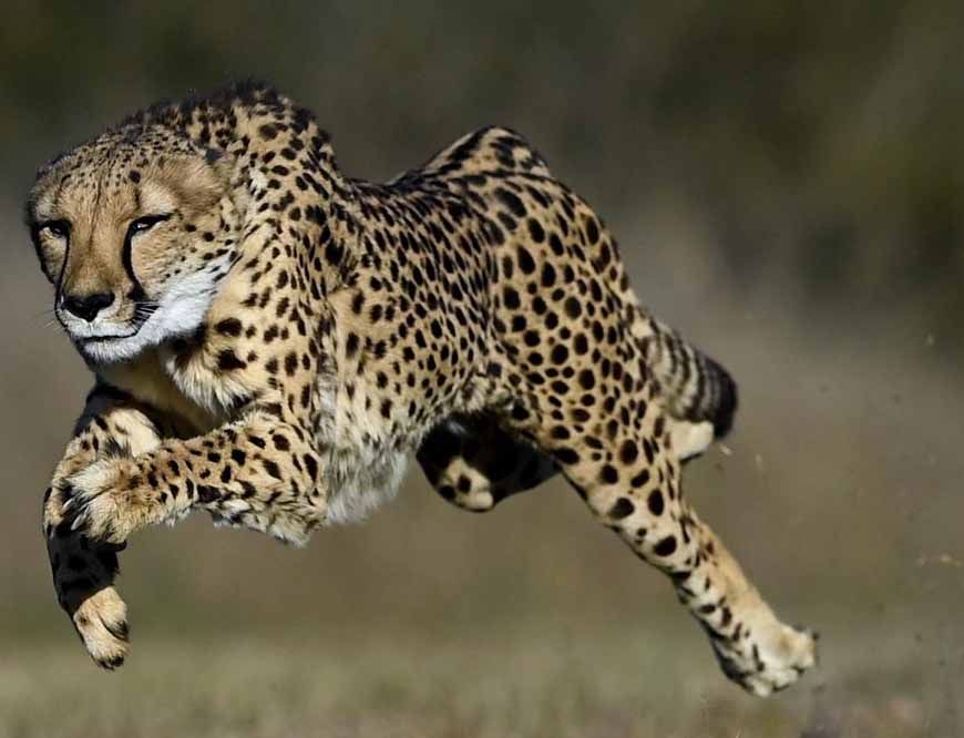 कूनो से ग्वालियर तक हाईवे पर चीतों की चहलकदमी बढ़ी, सुरक्षा इंतजामों को किया जाएगा मजबूत