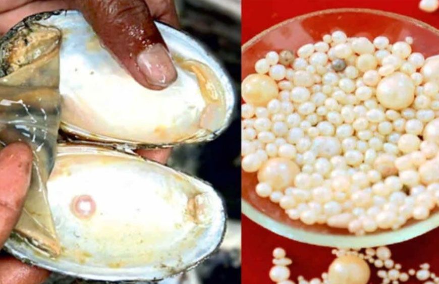 कानपुर में खेती के साथ 'मोती' से बंपर कमाई, एक सीप से ₹200 तक का मुनाफा, सरकार दे रही है 50% सब्सिडी