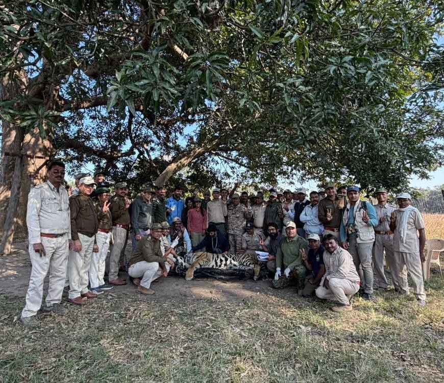 कान्हा से वीरांगना दुर्गावती टाइगर रिज़र्व के लिये नर बाघ रवाना