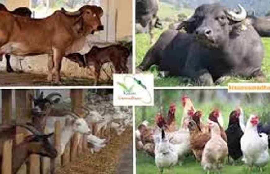 पशुपालन एवं पशु कल्याण को लेकर प्रदेश भर में चलेगा एक माह का जागरूकता अभियान