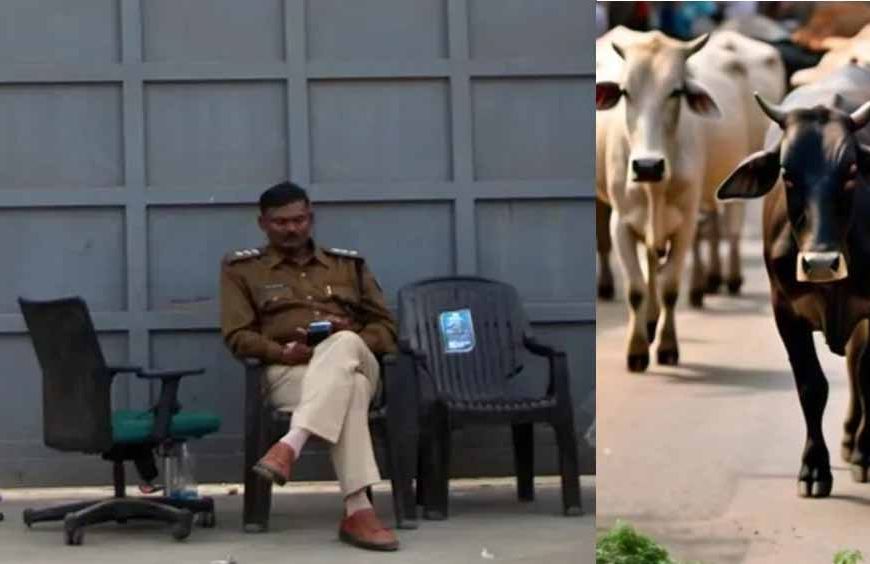 गोमांस को भैंस का सर्टिफाइड करता है डॉ. बीपी गौर, अत्याधुनिक पैकेजिंग कर दुबई सहित खाड़ी देशों में हो रहा सप्लाई