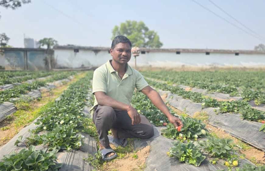 उद्यानिकी खेती से बदली किसान की आर्थिक तस्वीर, धान की तुलना में स्ट्रॉबेरी की खेती में डबल मुनाफा