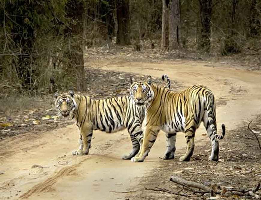 बाघ संरक्षण की वैश्विक मिसाल बना मध्यप्रदेश