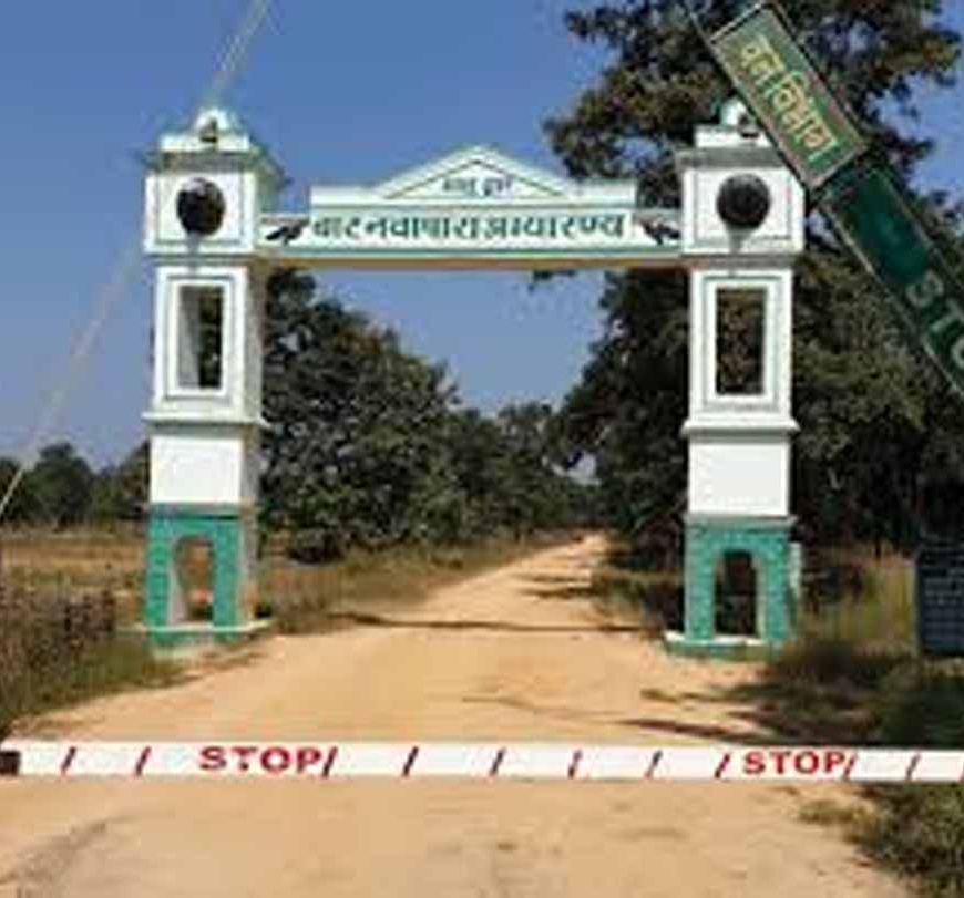 बारनवापारा अभयारण्य में वर्षों बाद फिर दिखी दुर्लभ वन्यजीव झलक