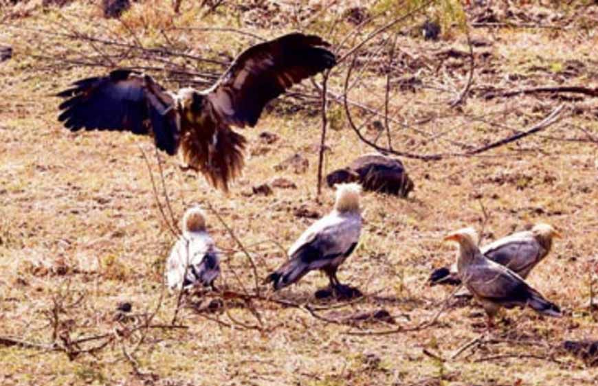 इंदौर में सफेद गिद्धों की संख्या में इजाफा, 9 साल बाद 'आकाश के रक्षक' की वापसी