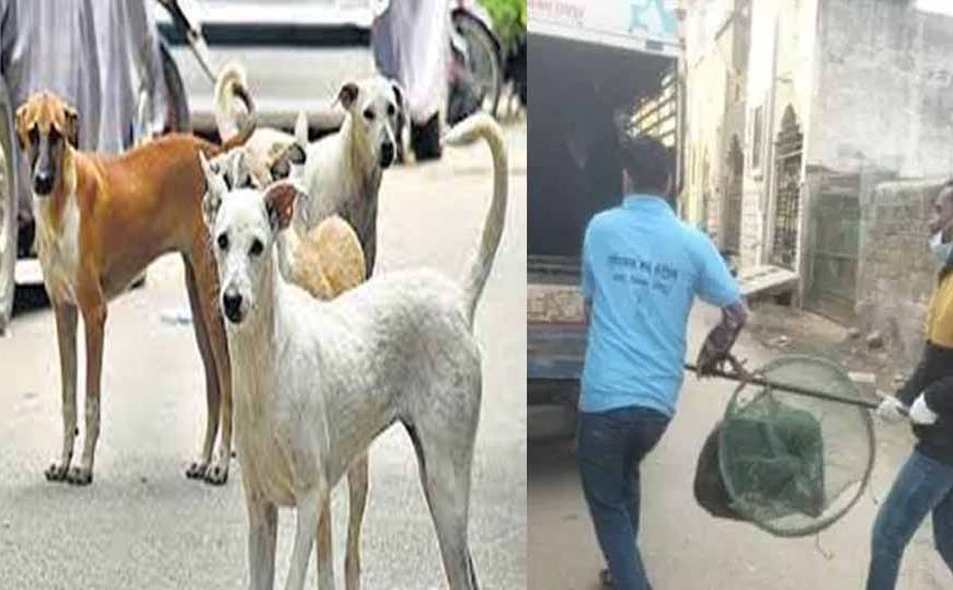रायपुर में आवारा कुत्तों के काटने की बढ़ी घटनाएं, नगर निगम अमले ने चलाया धरपकड़ अभियान