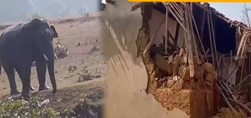 हाथियों के दल का खाड़ा गांव में हमला, मकान तोड़ा, दो गायों की मौत