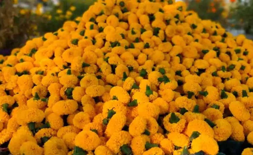 उज्जैन में तैयार होगा फूलों का क्लस्टर, सिंहस्थ के लिए विभाग की जोरदार तैयारी; भोपाल में 30 जनवरी को फ्लॉवर एग्ज़ीबिशन