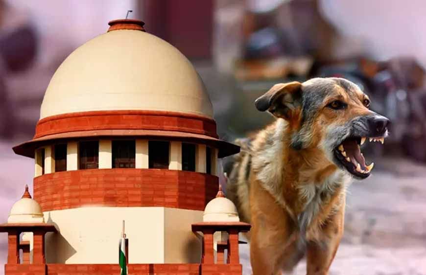 2 महीने में 1.6 लाख कुत्तों की नसबंदी? झारखंड के आंकड़ों पर सुप्रीम कोर्ट सख्त