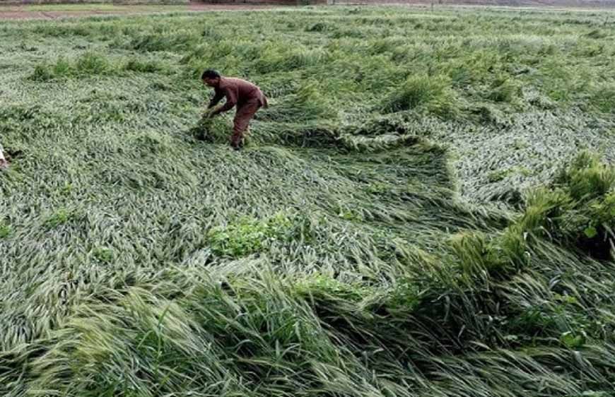 मध्य प्रदेश में हर किसान को फसल मुआवजा, मोहन यादव के आदेश पर अधिकारी खेतों में पहुँचे