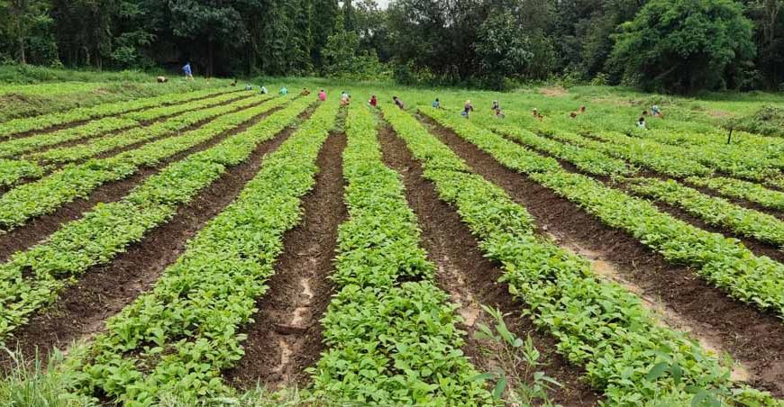 खुशबू से कमाई तक: लेमनग्रास की खेती से आत्मनिर्भर बन रहीं महिलाएँ