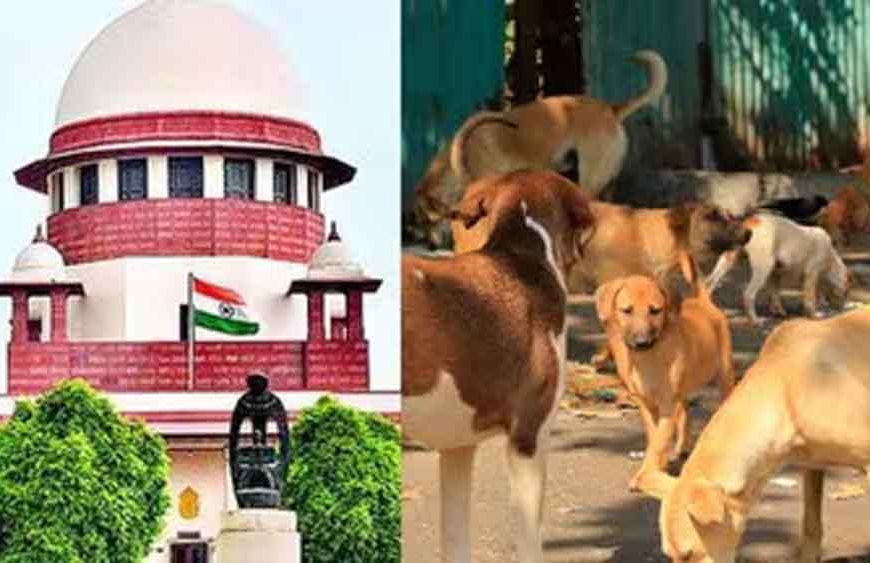 आवारा कुत्तों पर SC का फैसला जल्द, वकीलों से हफ्ते में मांगी दलीलें