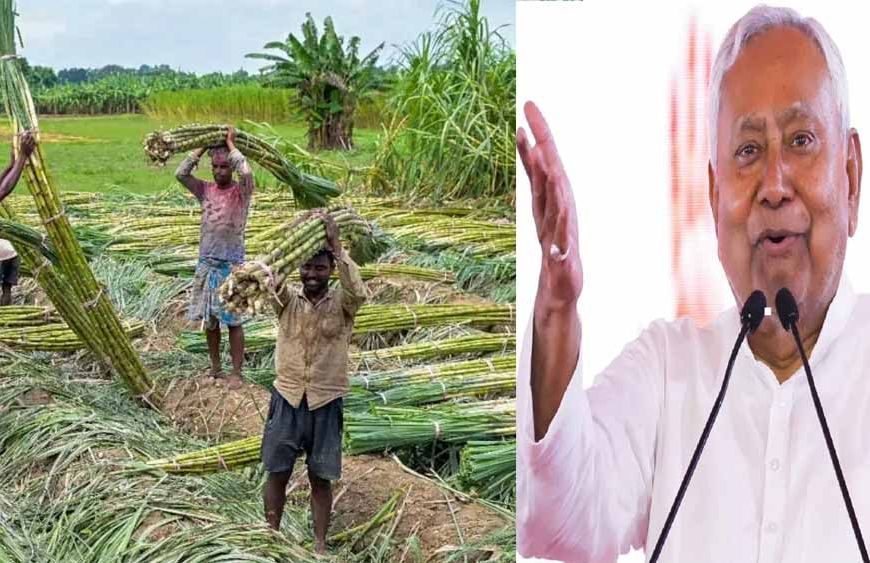 बिहार में नए गन्ना किसानों को फ्री में मिलेगा बीज, 15 दिन के अंदर रजिस्ट्रेशन करवाने के निर्देश