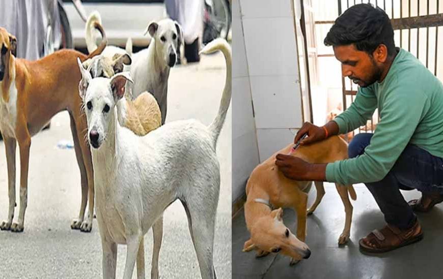 मेडिकल कॉलेज अस्पतालों में गिने जाएंगे आवारा कुत्ते, संख्या बढ़ेगी तो बनेंगे शेल्टर होम