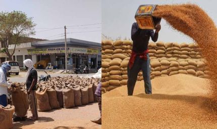 राजस्थान में शुरू हुई गेहूं की सरकारी खरीद, ₹2,585 प्रति क्विंटल है समर्थन मूल्य