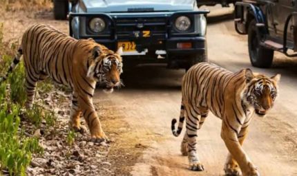 नस्ल सुधार कर बाघों का बढेगा कुनबा, एमपी और महाराष्ट्र से आएंगे बाघ-बाघिन