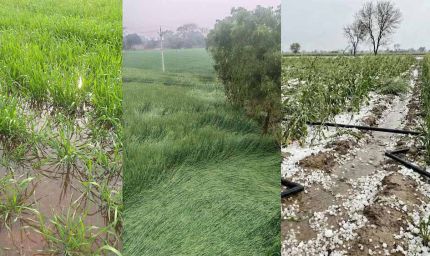 कुदरत का कहर: ग्वालियर में ओलावृष्टि से 90% तक फसलें तबाह, एक किसान की जान गई