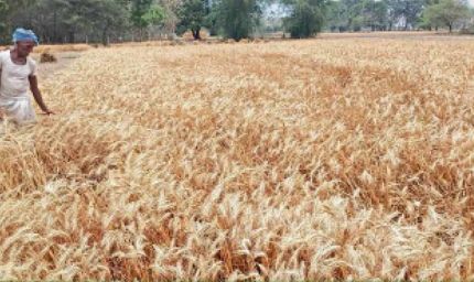 पंजाब के किसानों की गेहूं फसल पर संकट, फरवरी में तापमान बढ़ने के मौसम विभाग ने दिए संकेत