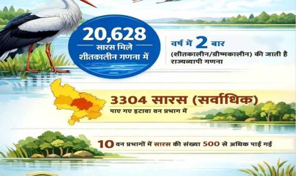 इटावा वन प्रभाग में पाए गए सर्वाधिक 3304 सारस, 10 वन प्रभागों में यह संख्या 500 से अधिक पाई गई