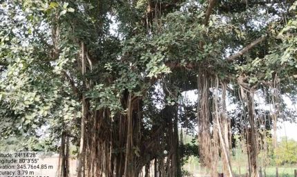 पन्ना में 100 साल से पुराने वृक्षों की खोज, बरगद, पीपल और नीम सहित कई पेड़ों का दस्तावेजीकरण