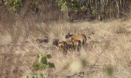 विंध्य की गोद में बसा खिवनी अभयारण्य, बन रहा इको-टूरिज्म का आकर्षण केंद्र