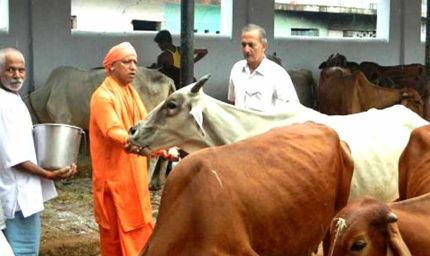 यूपी  में सबसे ज्यादा रिकॉर्ड 16 लाख निराश्रित गोवंश संरक्षित