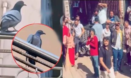 ज्वैलरी शॉप से लाखों की सोने की चेन ले उड़ा कबूतर, गले में डालकर घंटों तक बैठा रहा