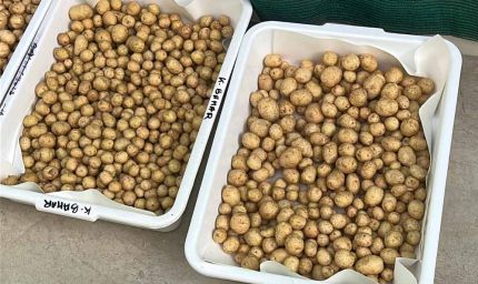 ग्वालियर के वैज्ञानिकों ने हवा में उगाया आलू, 1KG बीज से 400 किलो आलू, बीमारी मुक्त खेती की सफलता