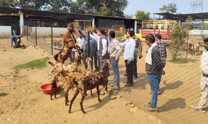 मध्य प्रदेश में बकरी पालन पर 50% सब्सिडी, सरकार का राष्ट्रीय पशुधन मिशन से किसानों को मिलेगा सुपरहिट बिजनेस मौका