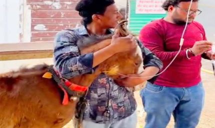 टोल-फ्री नम्बर 1962 बना लाइफ लाइन, घोड़े के बच्‍चे को मिला नया जीवन
