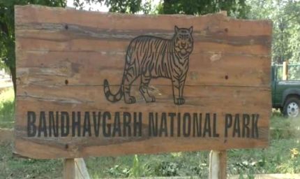 बांधवगढ़ टाइगर रिजर्व में लापरवाही भारी पड़ी: नियम तोड़ने पर 17 चालक और गाइडों को नोटिस