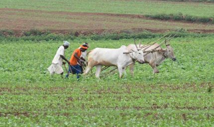 एमपी के हर किसान पर ₹74,420 का कर्ज, आंध्र के किसान ₹2.45 लाख के कर्जदार