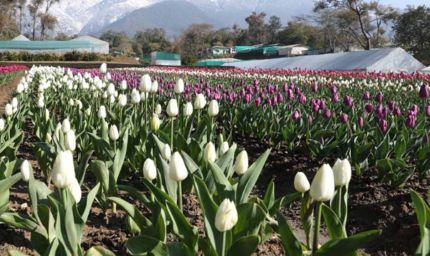देखा एक ख्वाब’ की फीलिंग चाहिए? पालमपुर में खुला देश का दूसरा ट्यूलिप गार्डन
