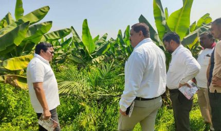 खाद्य तेल में आत्मनिर्भरता की ओर छत्तीसगढ़ : राज्य में 10,796 हेक्टेयर क्षेत्रों में ऑयल पाम की खेती