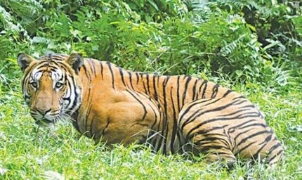 अंतर्राष्ट्रीय बाघ शिकारी आदिन सिंह उर्फ कल्ला बावरिया को 4 वर्ष की सजा